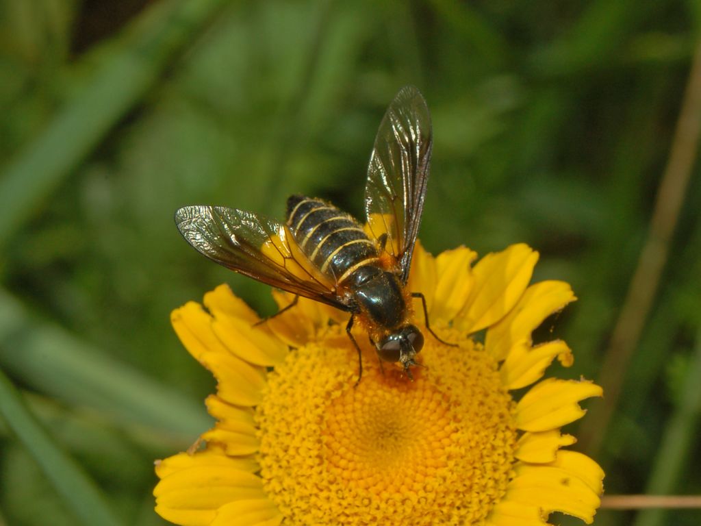 Un dittero tigrato: Lomatia cf. belzebul (Bombyliidae)